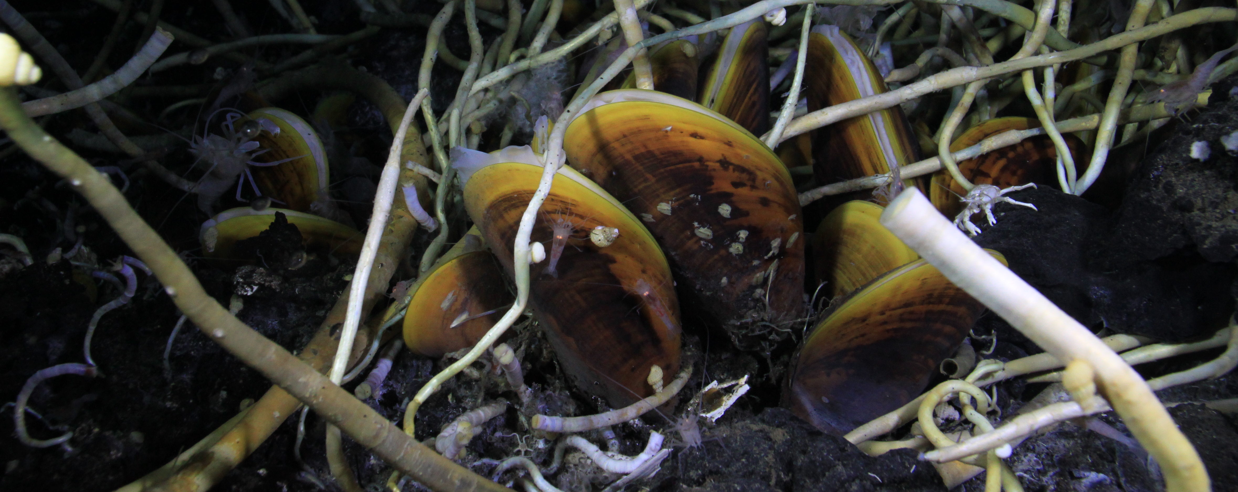 A story of epibionts in deep sea mussels – My first paper published !